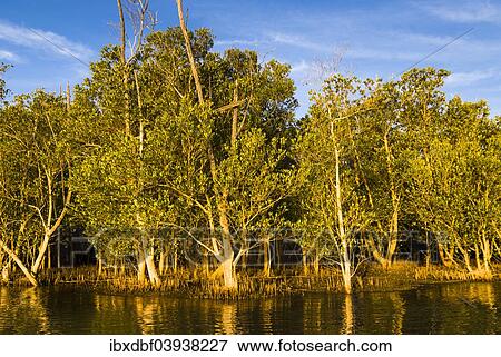 "Trees on the shore in the evening light, iSimangaliso Wetland Park, Lake St. Lucia, KwaZulu-Natal, South Africa, Africa" View Large Photo Image Stock Photo - "Trees on the shore in the evening light, iSimangaliso Wetland Park, Lake St. Lucia, KwaZulu-Natal, South Africa, Africa". Fotosearch