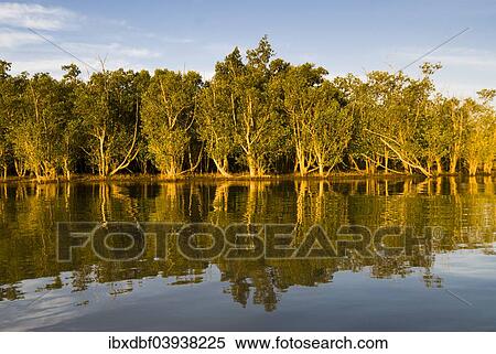 "Trees on the shore in the evening light, iSimangaliso Wetland Park, Lake St. Lucia, KwaZulu-Natal, South Africa, Africa" View Large Photo Image Stock Photography - "Trees on the shore in the evening light, iSimangaliso Wetland Park, Lake St. Lucia, KwaZulu-Natal, South Africa, Africa". Fotosearch