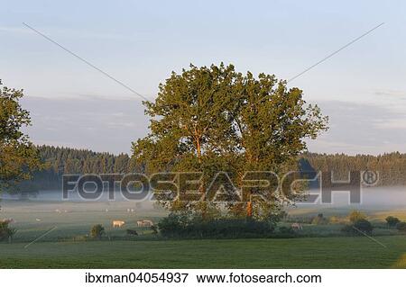 "Trees, pasture, morning atmosphere, Schwaigwall, Geretsried, Upper Bavaria, Bavaria, Germany, Europe" View Large Photo Image Stock Photo - "Trees, pasture, morning atmosphere, Schwaigwall, Geretsried, Upper Bavaria, Bavaria, Germany, Europe". Fotosearch