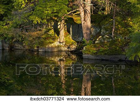 Picture - "Trees reflected in water in early morning light, Foster, Eastern Townships, Quebec Province, Canada, North America". Fotosearch