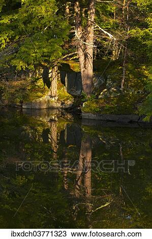 "Trees reflected in water in early morning light, Foster, Eastern Townships, Quebec Province, Canada, North America" View Large Photo Image Stock Image - "Trees reflected in water in early morning light, Foster, Eastern Townships, Quebec Province, Canada, North America". Fotosearch