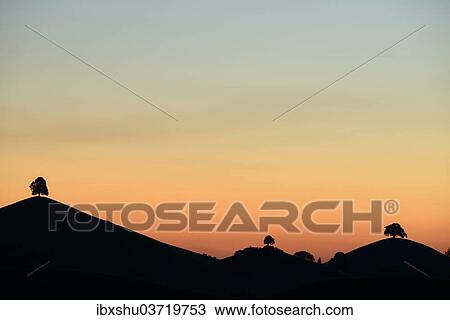 Stock Image - "Trees silhouetted on moraine hills at dusk, Hirzel, Canton of Zurich, Switzerland, Europe". Fotosearch