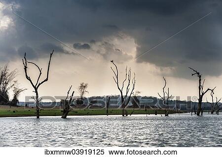 "Trees sticking out of the water, Kabini Reservoir, Nagarhole National Park, Karnataka, India, Asia" View Large Photo Image Stock Photography - "Trees sticking out of the water, Kabini Reservoir, Nagarhole National Park, Karnataka, India, Asia". Fotosearch