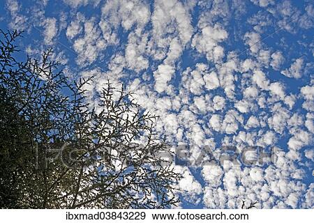 "Trees with fleecy clouds, Eastwoodhill, National Arboretum, near Gisborne, East Cape, North Island, New Zealand, Oceania" View Large Photo Image Stock Photo - "Trees with fleecy clouds, Eastwoodhill, National Arboretum, near Gisborne, East Cape, North Island, New Zealand, Oceania". Fotosearch