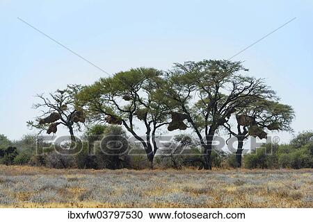 "Trees with nesting colony of the Sociable Weaver (Philetairus socius), Etosha National Park, Namibia, Africa" View Large Photo Image Stock Image - "Trees with nesting colony of the Sociable Weaver (Philetairus socius), Etosha National Park, Namibia, Africa". Fotosearch