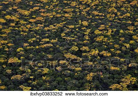 "Treetops, aerial view, Kasanka National Park, Serenje District, Central Province, Zambia, Africa" View Large Photo Image Stock Image - "Treetops, aerial view, Kasanka National Park, Serenje District, Central Province, Zambia, Africa". Fotosearch