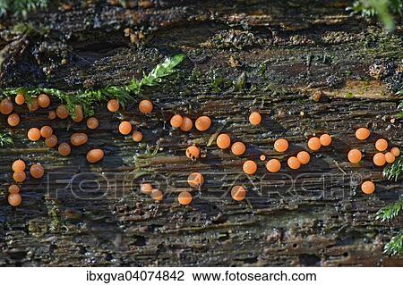 "Trichia decipiens slime mold, saprobiont, inedible, Switzerland, Europe" View Large Photo Image Stock Image - "Trichia decipiens slime mold, saprobiont, inedible, Switzerland, Europe". Fotosearch