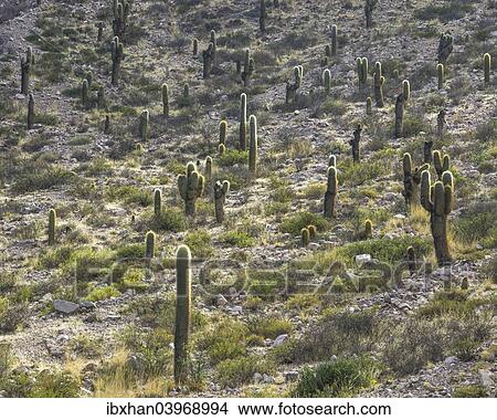 "Trichocereus pasacana cacti, Purmamarca, Jujuy Province, Argentina, South America" View Large Photo Image Picture - "Trichocereus pasacana cacti, Purmamarca, Jujuy Province, Argentina, South America". Fotosearch