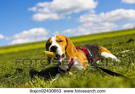 "Tricolour Beagle, male chewing on an object" View Large Photo Image Stock Image - "Tricolour Beagle, male chewing on an object". Fotosearch