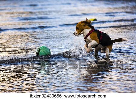 "Tricolour Beagle, male playing in the water with a buoy" View Large Photo Image Stock Photograph - "Tricolour Beagle, male playing in the water with a buoy". Fotosearch