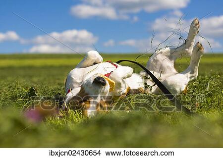 Picture - "Tricolour Beagle, male rolling in the grass". Fotosearch