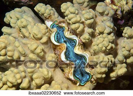 Stock Image - "Tridacna saltwater clam species (Tridacna Bruguiere), Red Sea, Egypt, Africa". Fotosearch