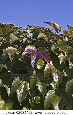 Trilobed Japanese Creeper or Boston Ivy (Parthenocissus tricuspidata) in autumn View Large Photo Image Stock Image - Trilobed Japanese Creeper or Boston Ivy (Parthenocissus tricuspidata) in autumn. Fotosearch