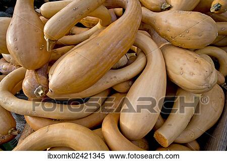 "Trombolino d'Albenga pumpkins, gourds (Cucurbita), Baden-Wuerttemberg, Germany, Europe" View Large Photo Image Stock Photography - "Trombolino d'Albenga pumpkins, gourds (Cucurbita), Baden-Wuerttemberg, Germany, Europe". Fotosearch