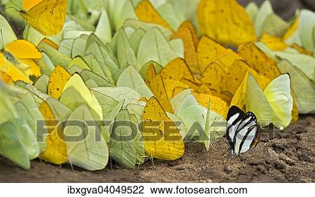 "Tropical butterflies (Aphrissa sp., Phoebis sulphurs, Itaballia demophile), drinking mineral nutrients from the wet ground, mud-puddling, Tambopata Nature Reserve, Madre de Dios Region, Peru, South America" View Large Photo Image Stock Image - "Tropical butterflies (Aphrissa sp., Phoebis sulphurs, Itaballia demophile), drinking mineral nutrients from the wet ground, mud-puddling, Tambopata Nature Reserve, Madre de Dios Region, Peru, South America". Fotosearch