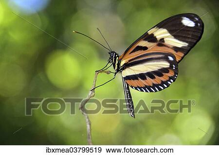 "Tropical butterfly, probably Melinaea ethra, rainforest, Ilha Grande, State of Rio de Janeiro, Brazil, South America" View Large Photo Image Stock Photo - "Tropical butterfly, probably Melinaea ethra, rainforest, Ilha Grande, State of Rio de Janeiro, Brazil, South America". Fotosearch