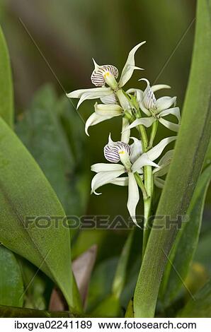 "Tropical Clamshell Orchid (Epidendrum cochleatum) with shell-shaped lip, in habitat, Tiputini rainforest, Yasuni National Park, Ecuador, South America" View Large Photo Image Stock Photo - "Tropical Clamshell Orchid (Epidendrum cochleatum) with shell-shaped lip, in habitat, Tiputini rainforest, Yasuni National Park, Ecuador, South America". Fotosearch