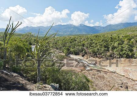 Picture - "Tropical dry forest landscape with river and rocks, with Madagascan Ocotillo or Alluaudia (Alluaudia procera), Didiereaceae, Andohahela National Park, near Fort-Dauphin or Tolagnaro, Madagascar, Africa". Fotosearch
