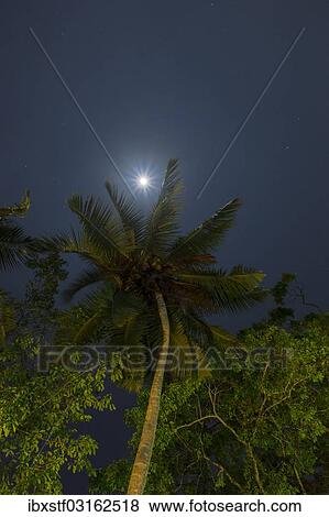 "Tropical evening sky with a palm tree, Beruwala, Westkuste, Westprovinz, Sri Lanka, Asia" View Large Photo Image Stock Photo - "Tropical evening sky with a palm tree, Beruwala, Westkuste, Westprovinz, Sri Lanka, Asia". Fotosearch