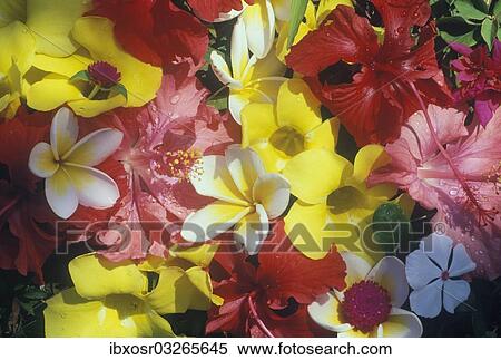 "Tropical flowers, Ubud, Bali, Indonesia, Asia" View Large Photo Image Stock Photography - "Tropical flowers, Ubud, Bali, Indonesia, Asia". Fotosearch