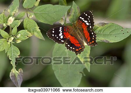 Stock Photograph - "Tropical Nymphalidae Anartia amathea, Tambopata Nature Reserve, Madre de Dios region, Peru, South America". Fotosearch