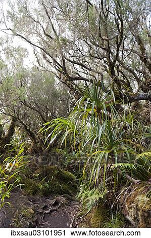 Stock Image - "Tropical rainforest, Foret de Belouve, Reunion National Park, near Hell-Bourg, Reunion". Fotosearch
