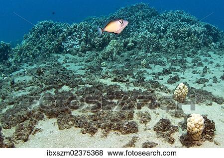 Stock Photo - "Tropical reef, Hawaii, USA". Fotosearch