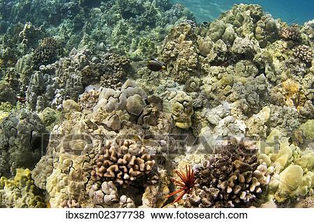 "Tropical reef, Wailea Beach, Maui, Hawaii, USA" View Large Photo Image Stock Photo - "Tropical reef, Wailea Beach, Maui, Hawaii, USA". Fotosearch