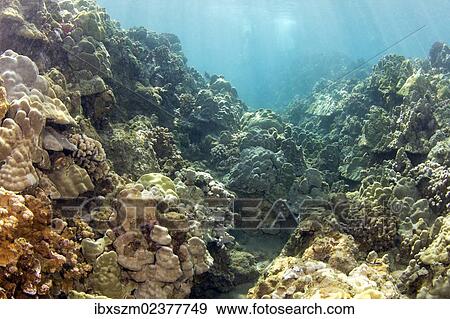 Stock Photo - "Tropical reef with an overgrown lava channel, Wailea Beach, Maui, Hawaii, USA". Fotosearch