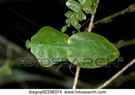 "Tropical Shield Mantis, Hooded Mantis or Leaf Mantis (Choeradodis stalii), Tiputini rain forest, Yasuni National Park, Ecuador, South America" View Large Photo Image Picture - "Tropical Shield Mantis, Hooded Mantis or Leaf Mantis (Choeradodis stalii), Tiputini rain forest, Yasuni National Park, Ecuador, South America". Fotosearch