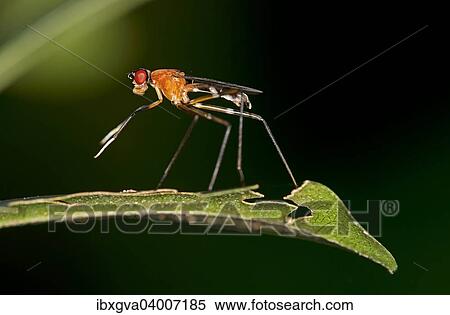 "Tropical Stilt Fly (Micropezidae sp. ), Tambopata Nature Reserve, Madre de Dios Region, Peru, South America" View Large Photo Image Stock Photography - "Tropical Stilt Fly (Micropezidae sp. ), Tambopata Nature Reserve, Madre de Dios Region, Peru, South America". Fotosearch