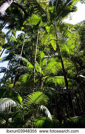 "Tropical trees, Fraser Island, Queensland, Australia, Oceania" View Large Photo Image Stock Photography - "Tropical trees, Fraser Island, Queensland, Australia, Oceania". Fotosearch