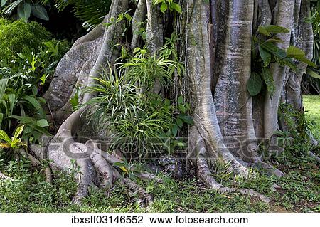 Stock Image - "Tropical vegetation, nahe Beruwala, Westkuste, Westprovinz, Sri Lanka, Asia". Fotosearch