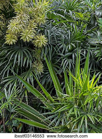 Stock Image - "Tropical vegetation, nahe Beruwala, Westkuste, Westprovinz, Sri Lanka, Asia". Fotosearch