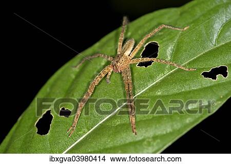 "Tropical Wandering Spider (Cupiennius bimaculatus), Tambopata Nature Reserve, Madre de Dios Region, Peru, South America" View Large Photo Image Picture - "Tropical Wandering Spider (Cupiennius bimaculatus), Tambopata Nature Reserve, Madre de Dios Region, Peru, South America". Fotosearch