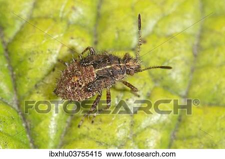 "True Bug (Rhopalus subrufus), larva, Baden-Wurttemberg, Germany, Europe" View Large Photo Image Stock Photography - "True Bug (Rhopalus subrufus), larva, Baden-Wurttemberg, Germany, Europe". Fotosearch