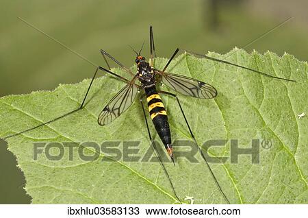 "True Crane Fly (Ctenophora sp. ), female, Untergroningen, Abtsgmuend, Baden-Wurttemberg, Germany, Europe" View Large Photo Image Stock Image - "True Crane Fly (Ctenophora sp. ), female, Untergroningen, Abtsgmuend, Baden-Wurttemberg, Germany, Europe". Fotosearch