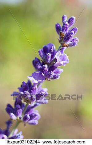 "True Lavender (Lavandula angustifolia), inflorescence, Saxony, Germany, Europe" View Large Photo Image Picture - "True Lavender (Lavandula angustifolia), inflorescence, Saxony, Germany, Europe". Fotosearch