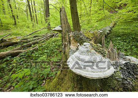 "True Tinder Polypore fungus (Fomes fomentarius) at the base of the trunk of a dead and fallen Common Beech or European Beech (Fagus sylvatica), Hainich National Park, Thuringia, Germany, Europe" View Large Photo Image Stock Image - "True Tinder Polypore fungus (Fomes fomentarius) at the base of the trunk of a dead and fallen Common Beech or European Beech (Fagus sylvatica), Hainich National Park, Thuringia, Germany, Europe". Fotosearch