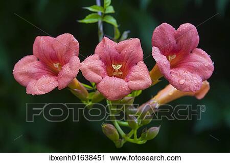 Stock Image - Trumpet vine (Campsis x tagliabuana 'Madame Galen'). Fotosearch