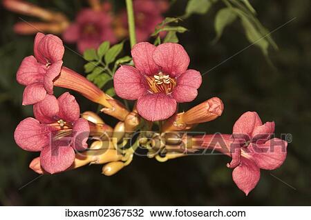 Stock Image - Trumpet Vine or Trumpet Creeper (Campsis radicans). Fotosearch