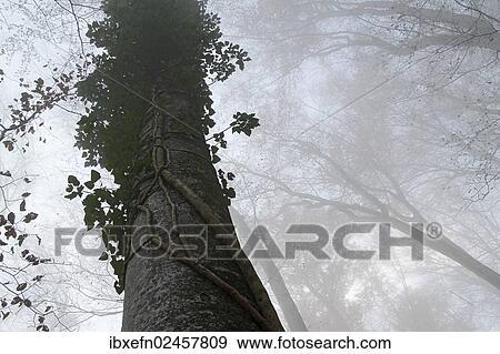 "Trunk of a Beech (Fagus sp. ), entwined with a climbing plant" View Large Photo Image Stock Photo - "Trunk of a Beech (Fagus sp. ), entwined with a climbing plant". Fotosearch