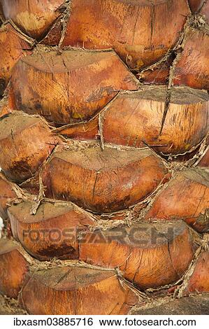 "Trunk of a Date Palm (Phoenix dactylifera) in the evening light, Abu Dhabi, United Arab Emirates, Asia" View Large Photo Image Stock Photograph - "Trunk of a Date Palm (Phoenix dactylifera) in the evening light, Abu Dhabi, United Arab Emirates, Asia". Fotosearch