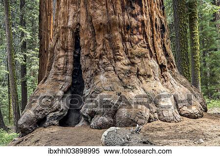"Trunk of a Sequoia tree (Sequoioideae), Porterville, Sequoia National Park, California, United States, North America" View Large Photo Image Stock Photography - "Trunk of a Sequoia tree (Sequoioideae), Porterville, Sequoia National Park, California, United States, North America". Fotosearch
