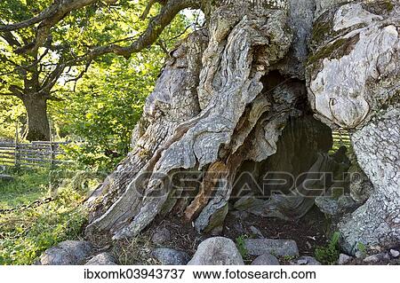 "Trunk of the Rumskulla or Kvill Oak, the oldest oak tree in Sweden, over 1000 years, Rumskulla, Smaland, Sweden, Europe" View Large Photo Image Stock Photo - "Trunk of the Rumskulla or Kvill Oak, the oldest oak tree in Sweden, over 1000 years, Rumskulla, Smaland, Sweden, Europe". Fotosearch