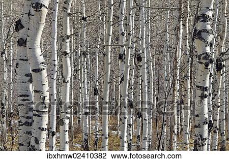 "Trunks of Common Aspen or Quaking Aspen (Populus tremula), Old Road Mesa, Grand Mesa National Forest, Colorado, USA" View Large Photo Image Stock Image - "Trunks of Common Aspen or Quaking Aspen (Populus tremula), Old Road Mesa, Grand Mesa National Forest, Colorado, USA". Fotosearch