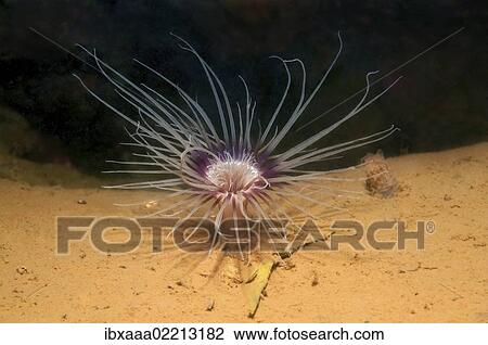 "Tube-dwelling anemone, Tubed anemone or cerianthid (Cerianthus lloydi), White Sea, Kareliya, Russia, Arctic, Europe" View Large Photo Image Stock Image - "Tube-dwelling anemone, Tubed anemone or cerianthid (Cerianthus lloydi), White Sea, Kareliya, Russia, Arctic, Europe". Fotosearch