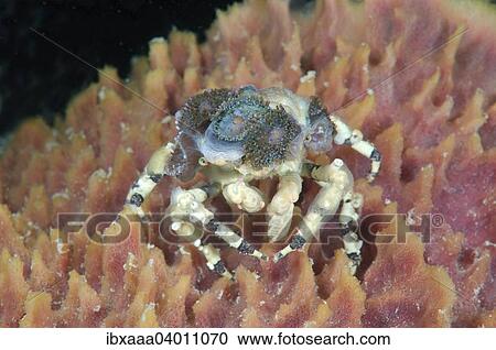 "Tubercle spider crab (Cyclocoeloma tuberculata) with sea anemone, Bohol Sea, Philippines, Asia" View Large Photo Image Stock Image - "Tubercle spider crab (Cyclocoeloma tuberculata) with sea anemone, Bohol Sea, Philippines, Asia". Fotosearch