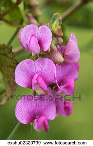 Stock Photo - "Tuberous Pea (Lathyrus tuberosus), Zug, Switzerland, Europe". Fotosearch