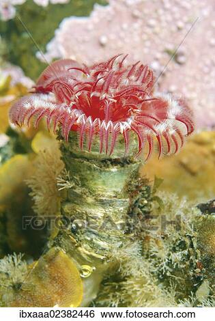 "Tubular worm (Serpula columbiana), Japan Sea, Primorsky Krai, Russian Federation, Far East" View Large Photo Image Stock Photograph - "Tubular worm (Serpula columbiana), Japan Sea, Primorsky Krai, Russian Federation, Far East". Fotosearch